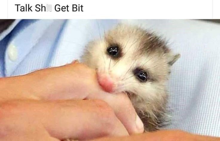 Talk Sh Get Bit