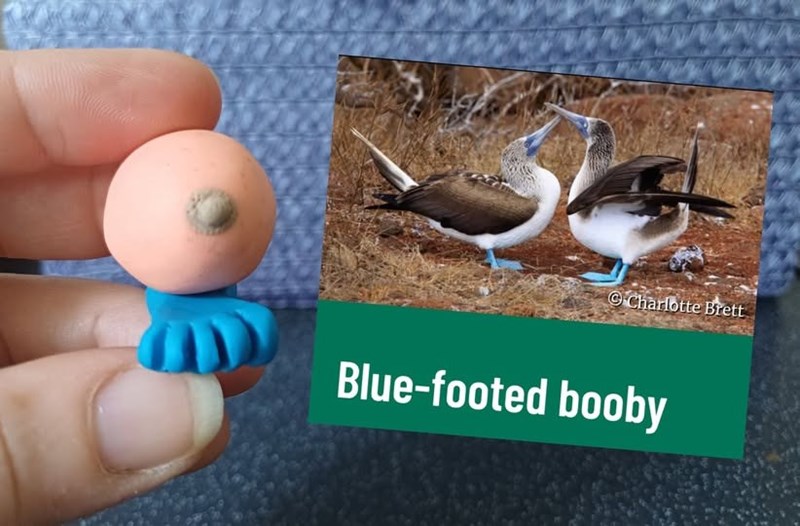 Charlotte Brett Blue-footed booby