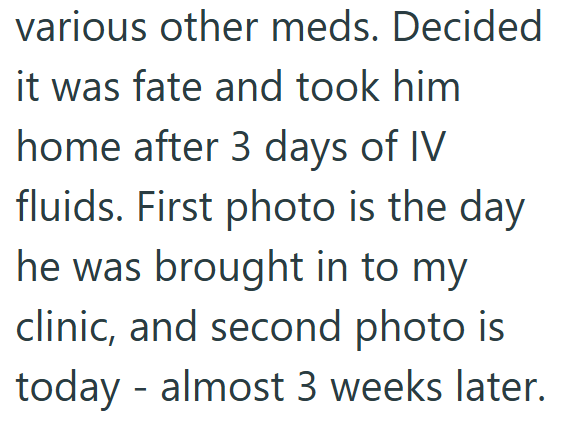 various other meds. Decided it was fate and took him home after 3 days of IV fluids. First photo is the day he was brought in to my clinic, and second photo is today - almost 3 weeks later.