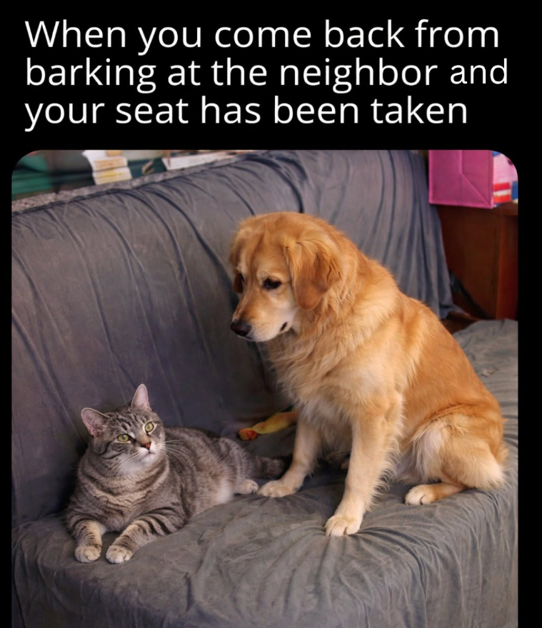 When you come back from barking at the neighbor and your seat has been taken