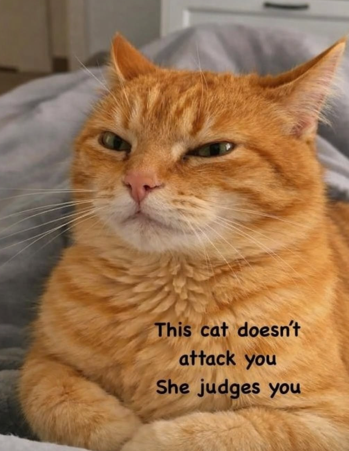 This cat doesn't attack you She judges you