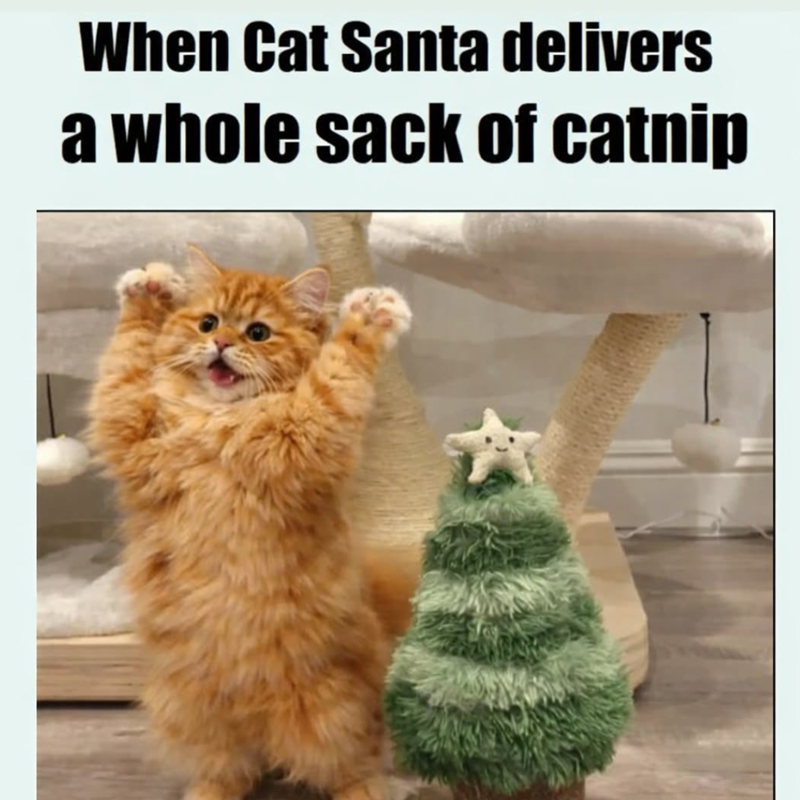 When Cat Santa delivers a whole sack of catnip