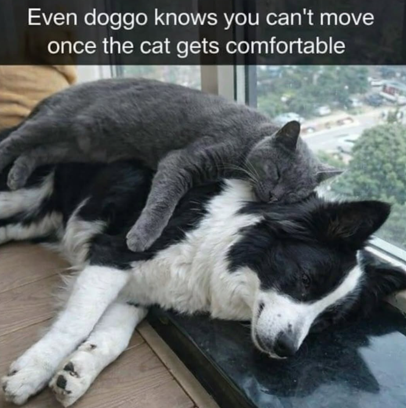 Even doggo knows you can't move once the cat gets comfortable