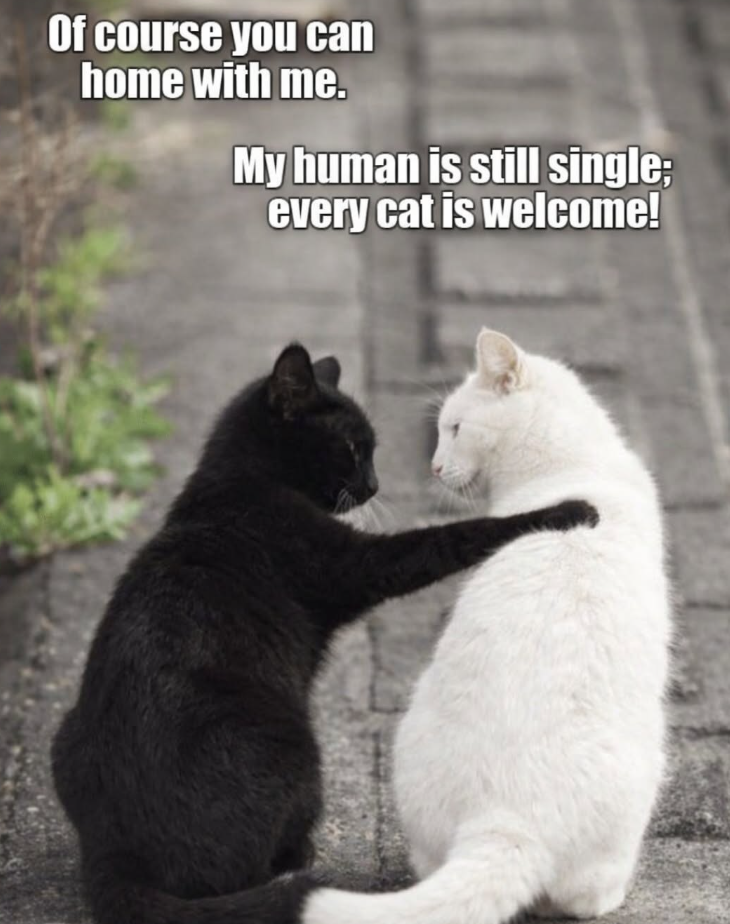 Of course you can home with me. My human is still single; every cat is welcome!