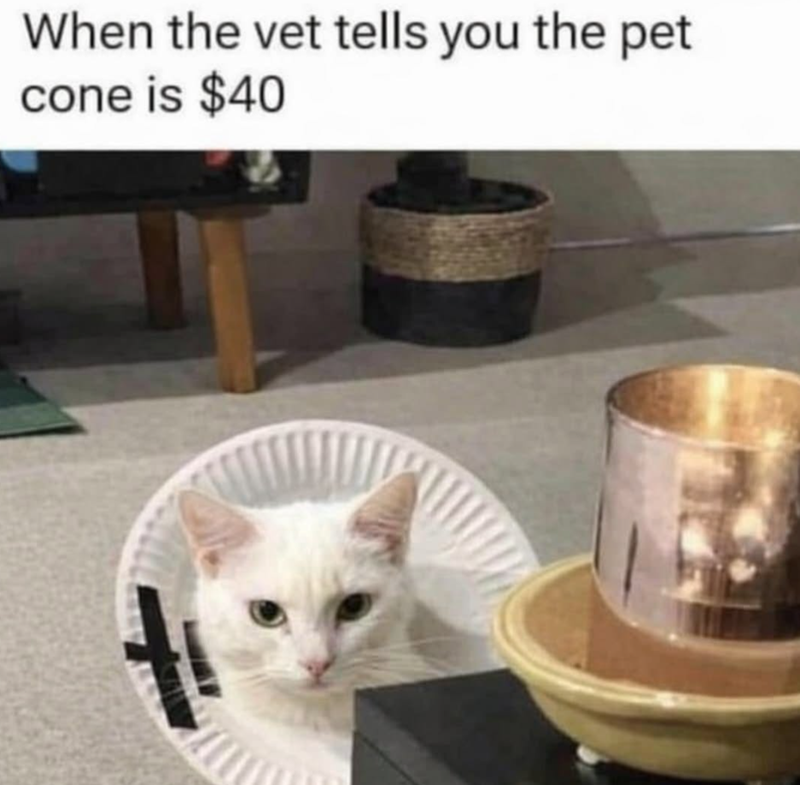When the vet tells you the pet cone is $40