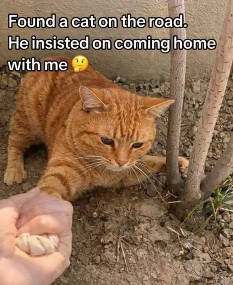 Found a cat on the road. He insisted on coming home with me