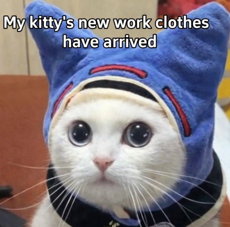 My kitty's new work clothes have arrived