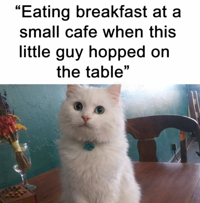 "Eating breakfast at a small cafe when this little guy hopped on the table"