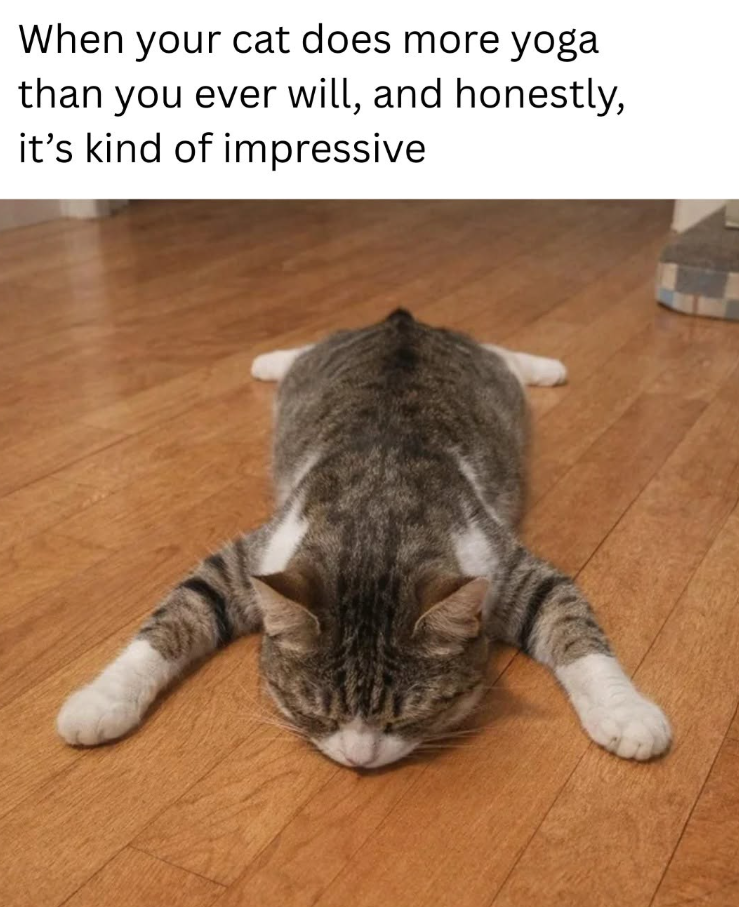 When your cat does more yoga than you ever will, and honestly, it's kind of impressive