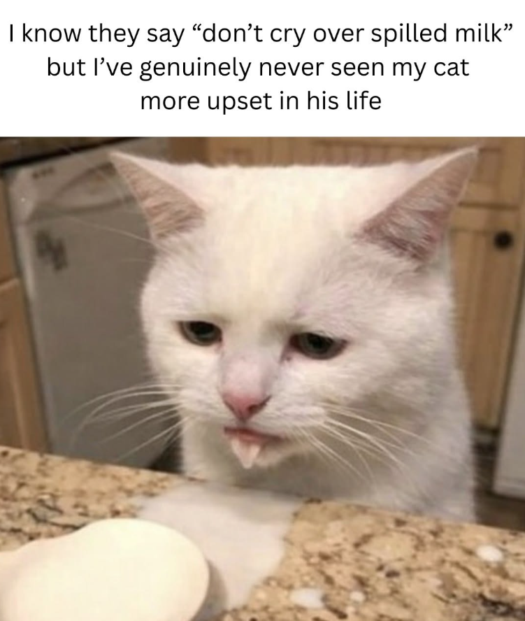 I know they say "don't cry over spilled milk” but I've genuinely never seen my cat more upset in his life