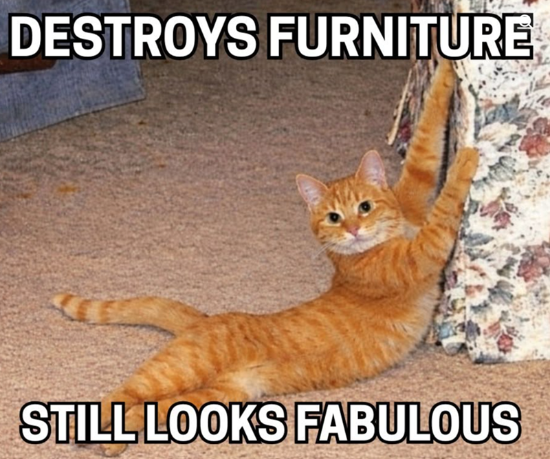 DESTROYS FURNITURE STILL LOOKS FABULOUS