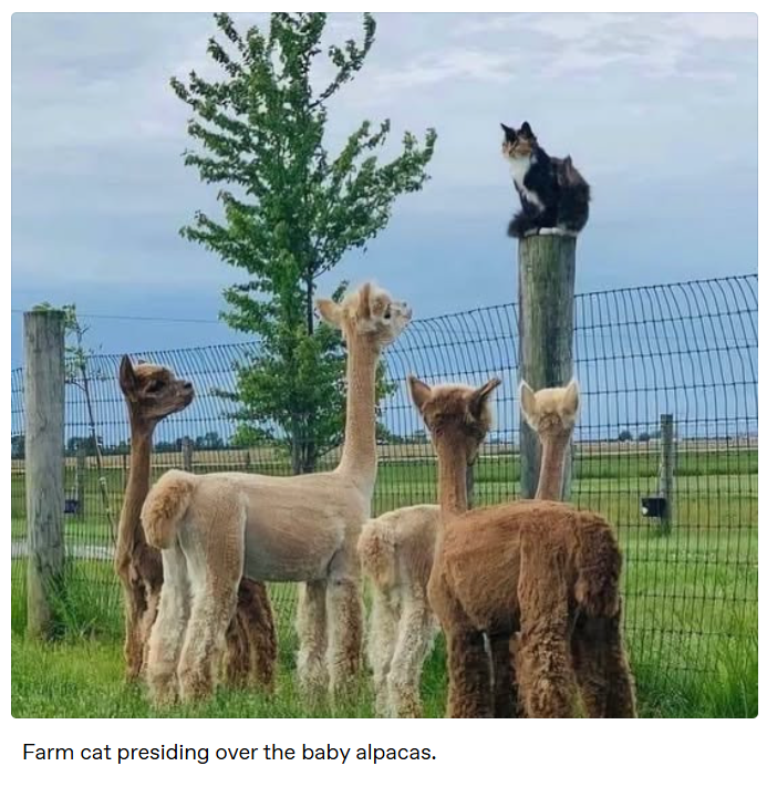 Farm cat presiding over the baby alpacas.