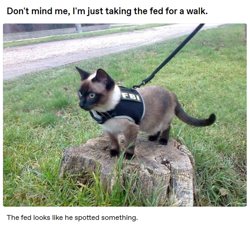 Don't mind me, I'm just taking the fed for a walk. FBI The fed looks like he spotted something.