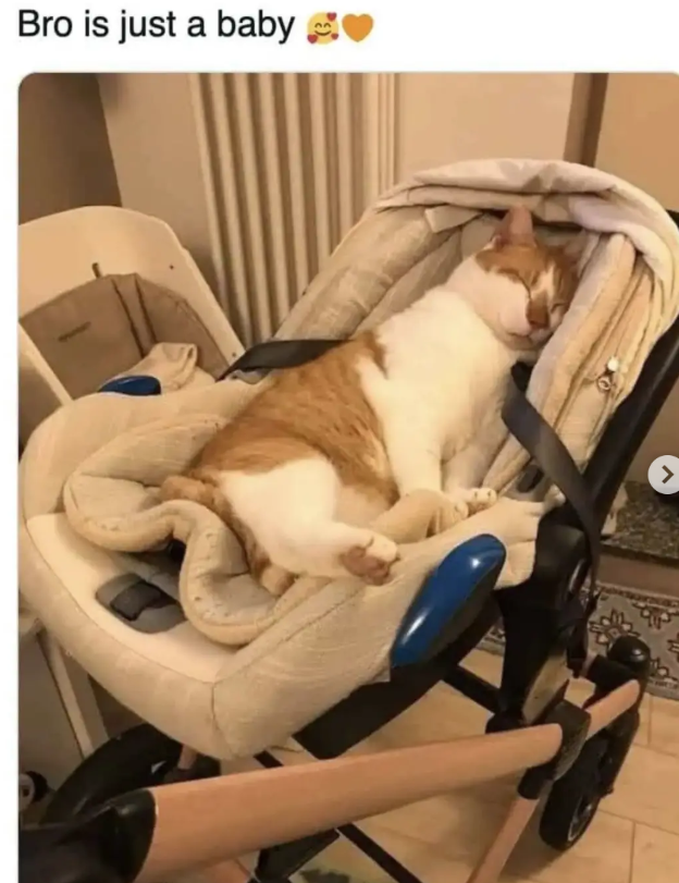Bro is just a baby >