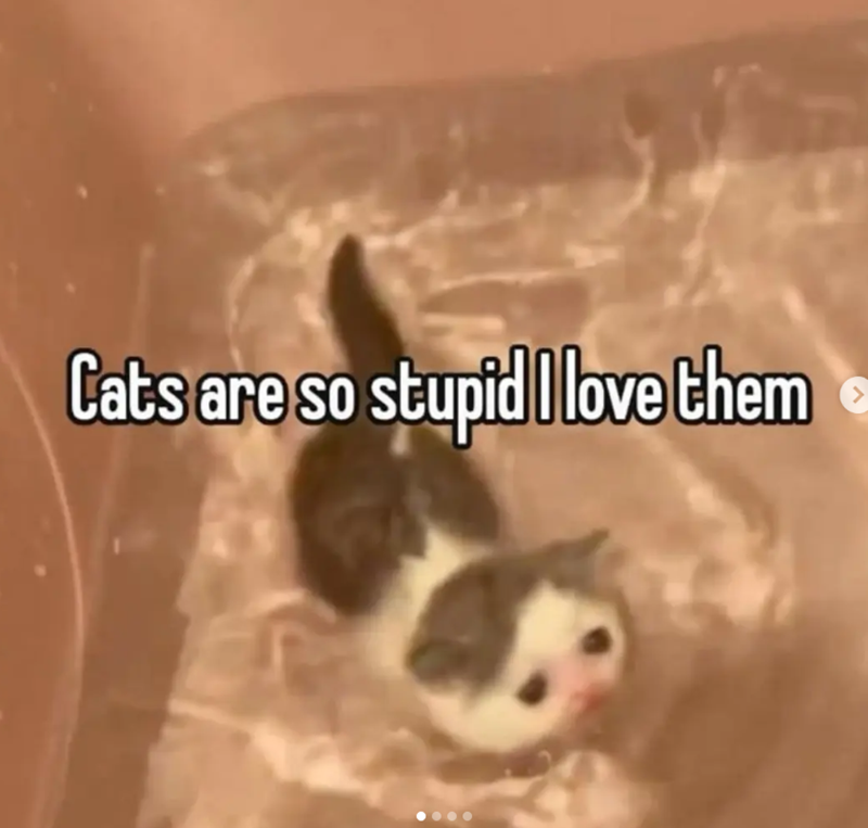 Cats are so stupid I love them >