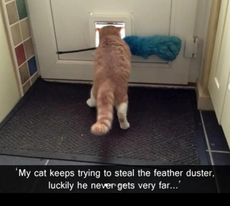 'My cat keeps trying to steal the feather duster, luckily he never gets very far...'