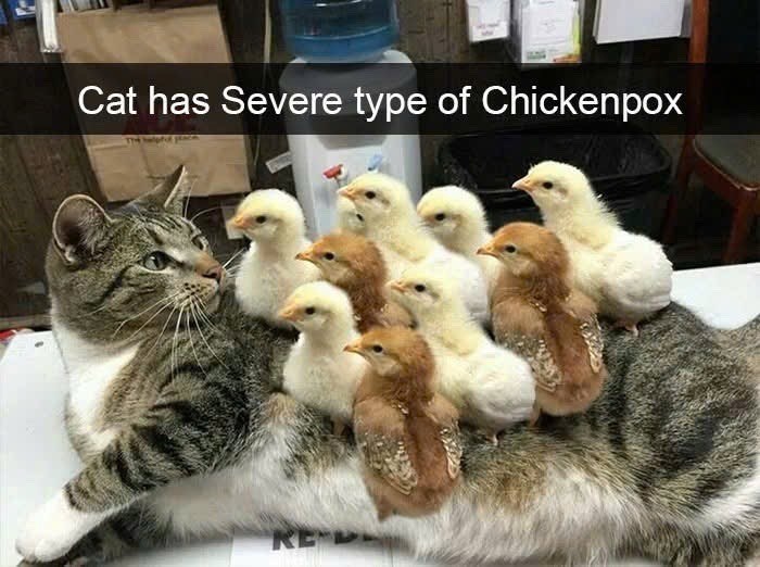 Cat has Severe type of Chickenpox RE