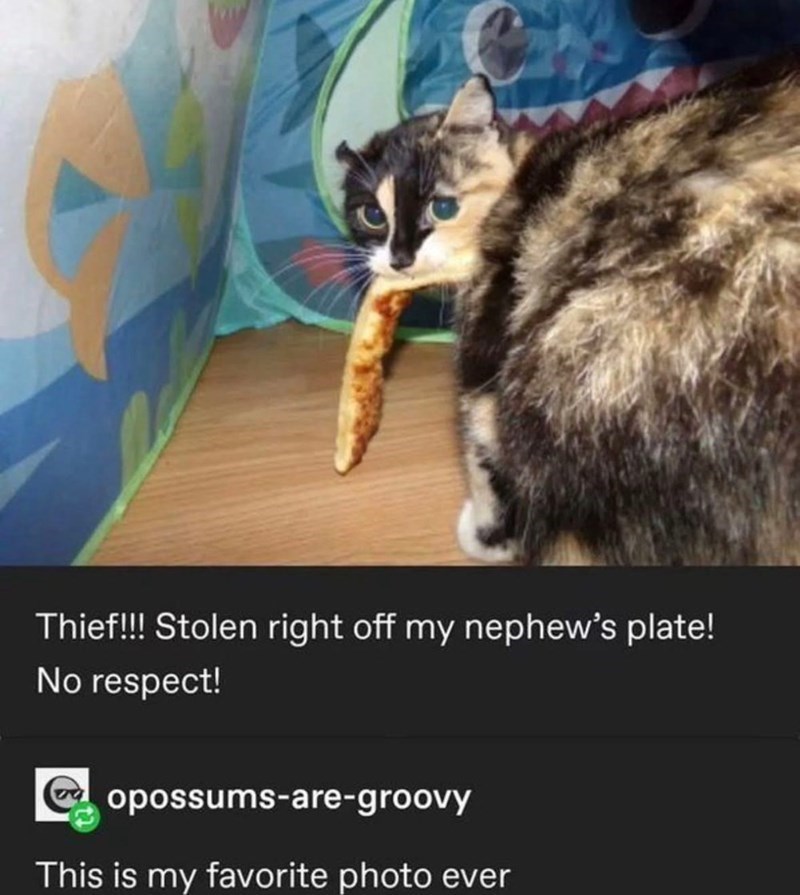 Thief!!! Stolen right off my nephew's plate! No respect! opossums-are-groovy This is my favorite photo ever