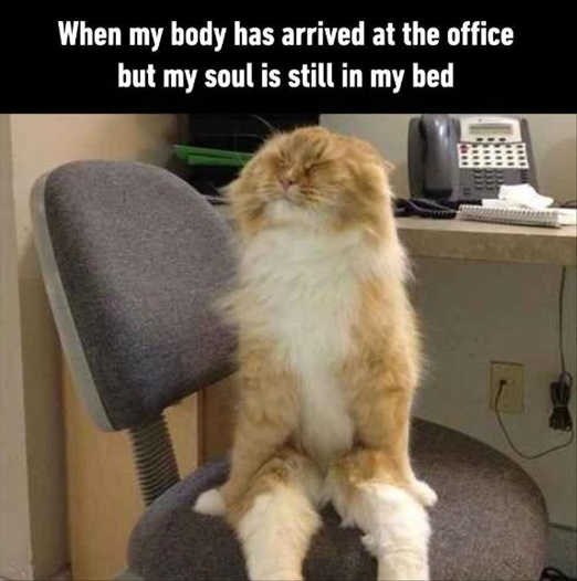 When my body has arrived at the office but my soul is still in my bed