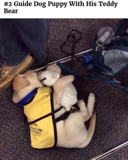 #2 Guide Dog Puppy With His Teddy Bear G oundation