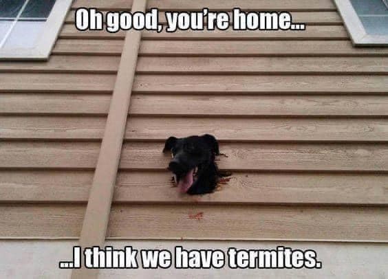 Oh good, you're home... ...I think we have termites.
