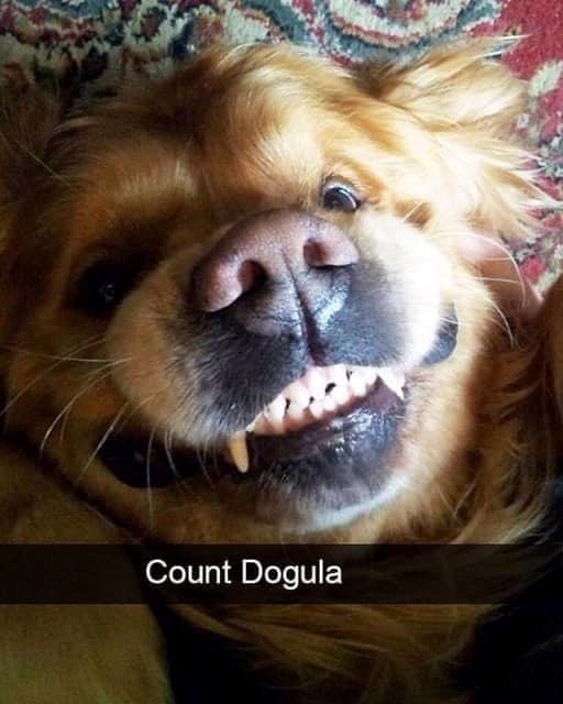 Count Dogula
