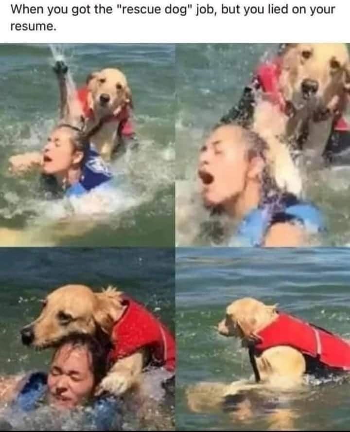 When you got the "rescue dog" job, but you lied on your resume.