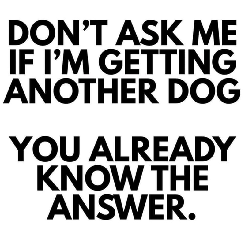 DON'T ASK ME IF I'M GETTING ANOTHER DOG YOU ALREADY KNOW THE ANSWER.