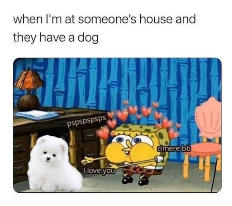 when I'm at someone's house and they have a dog pspspspsps I love you Gimere bb