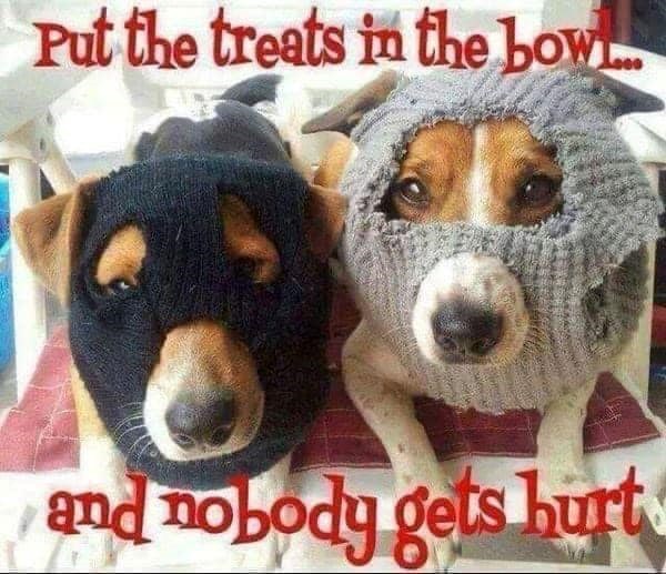 Put the treats in the bow and nobody gets hurt