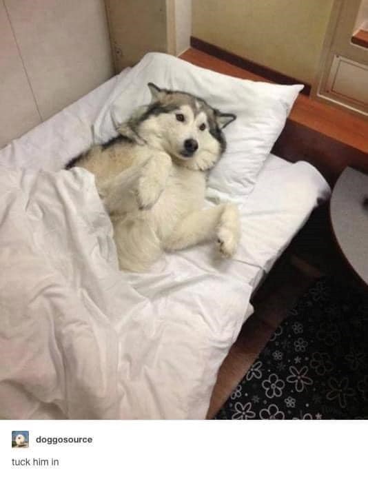 doggosource tuck him in