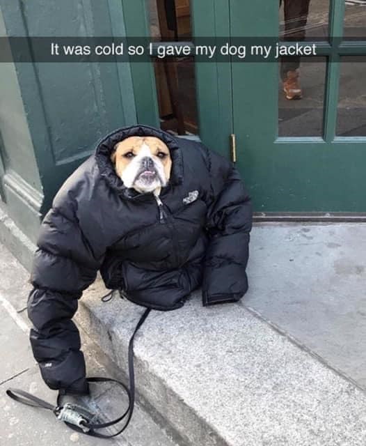 It was cold so I gave my dog my jacket