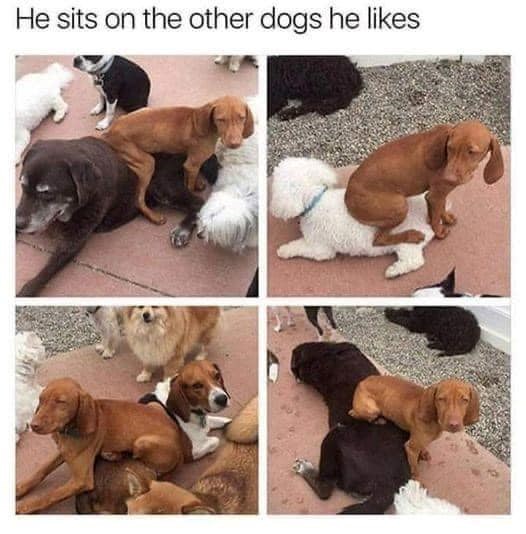 He sits on the other dogs he likes