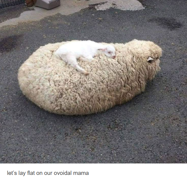 let's lay flat on our ovoidal mama
