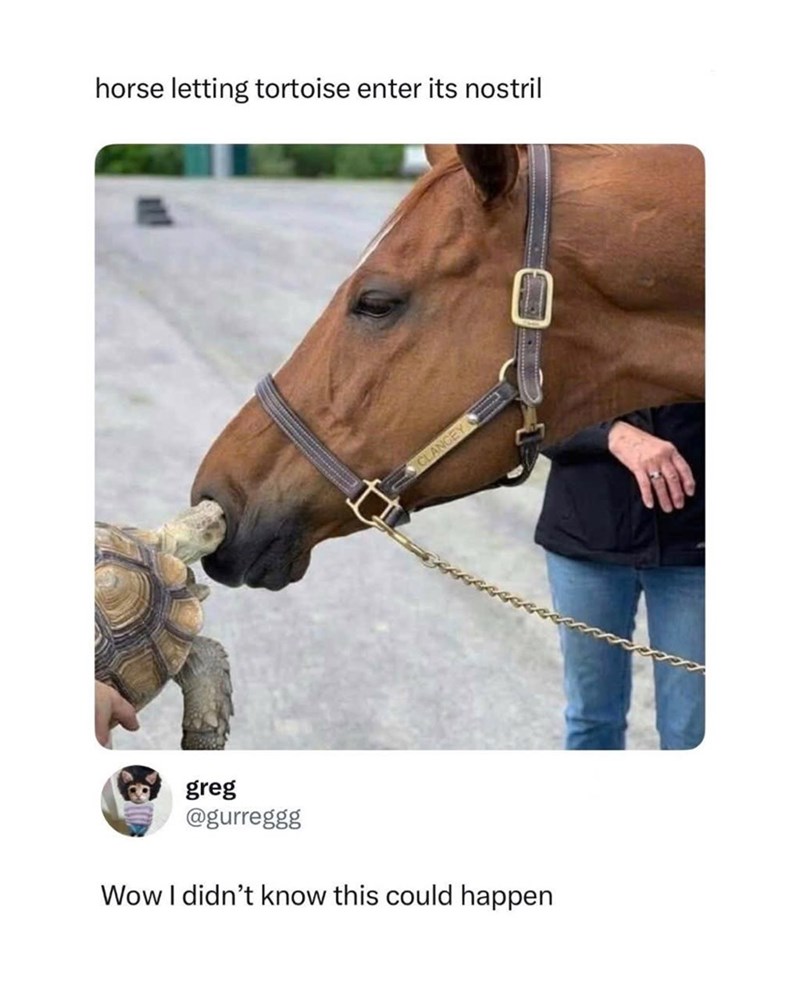 horse letting tortoise enter its nostril CLANGEY greg @gurreggg Wow I didn't know this could happen