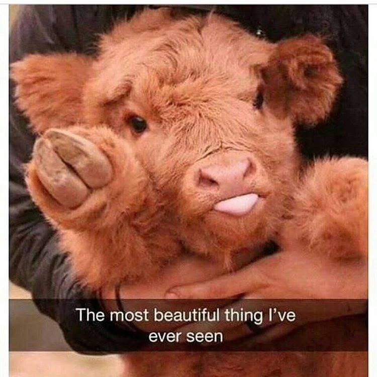 The most beautiful thing I've ever seen