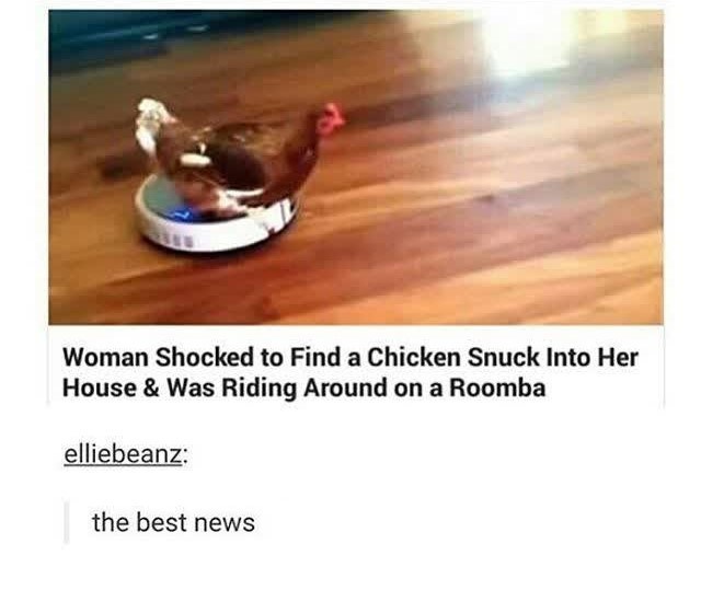 Woman Shocked to Find a Chicken Snuck Into Her House & Was Riding Around on a Roomba elliebeanz: the best news