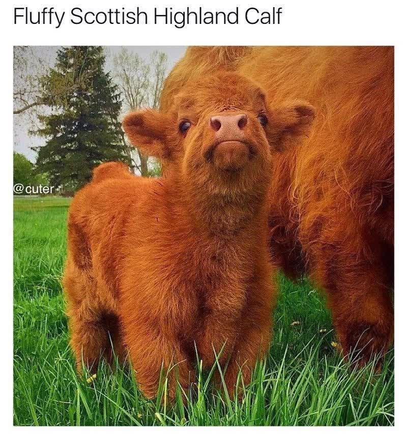 Fluffy Scottish Highland Calf @cuter