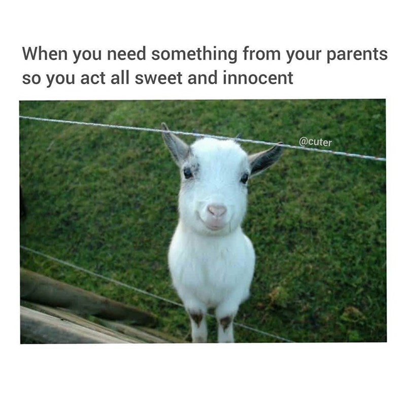 When you need something from your parents so you act all sweet and innocent @cuter