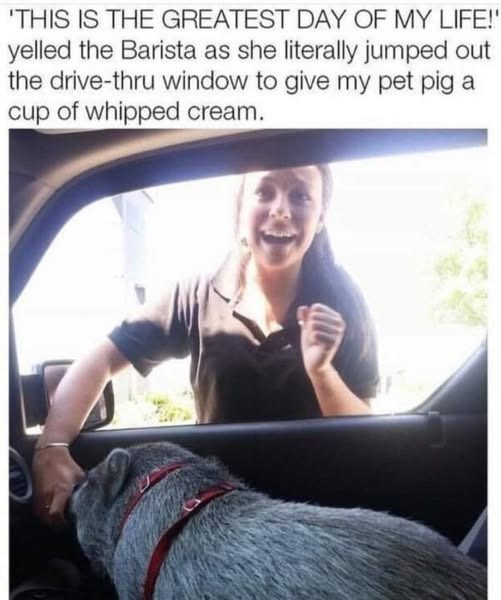'THIS IS THE GREATEST DAY OF MY LIFE!" yelled the Barista as she literally jumped out the drive-thru window to give my pet pig a cup of whipped cream.