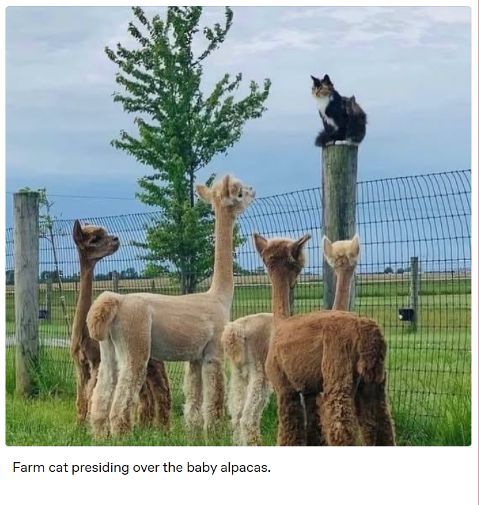 Farm cat presiding over the baby alpacas.