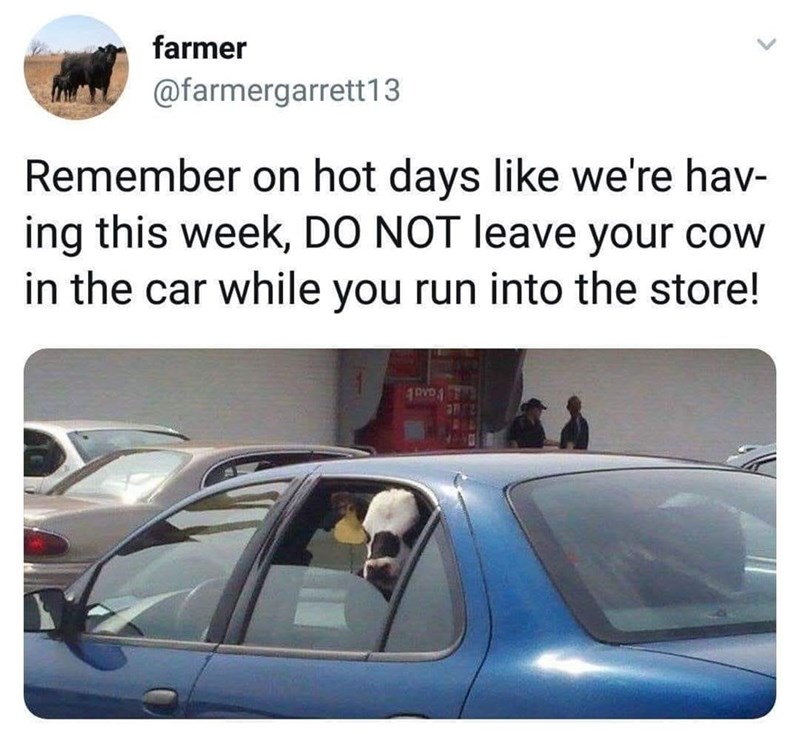 farmer @farmergarrett13 Remember on hot days like we're hav- ing this week, DO NOT leave your cow in the car while you run into the store!