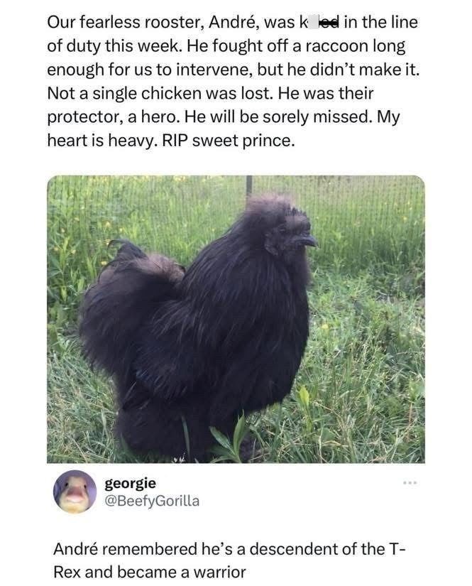 Our fearless rooster, André, was kled in the line of duty this week. He fought off a raccoon long enough for us to intervene, but he didn't make it. Not a single chicken was lost. He was their protector, a hero. He will be sorely missed. My heart is heavy. RIP sweet prince. georgie @BeefyGorilla André remembered he's a descendent of the T- Rex and became a warrior