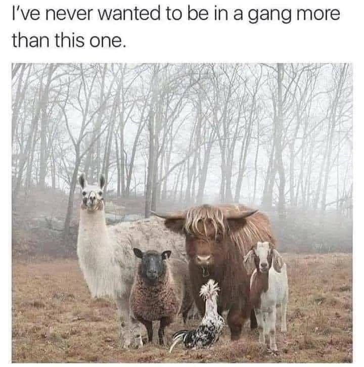 I've never wanted to be in a gang more than this one.