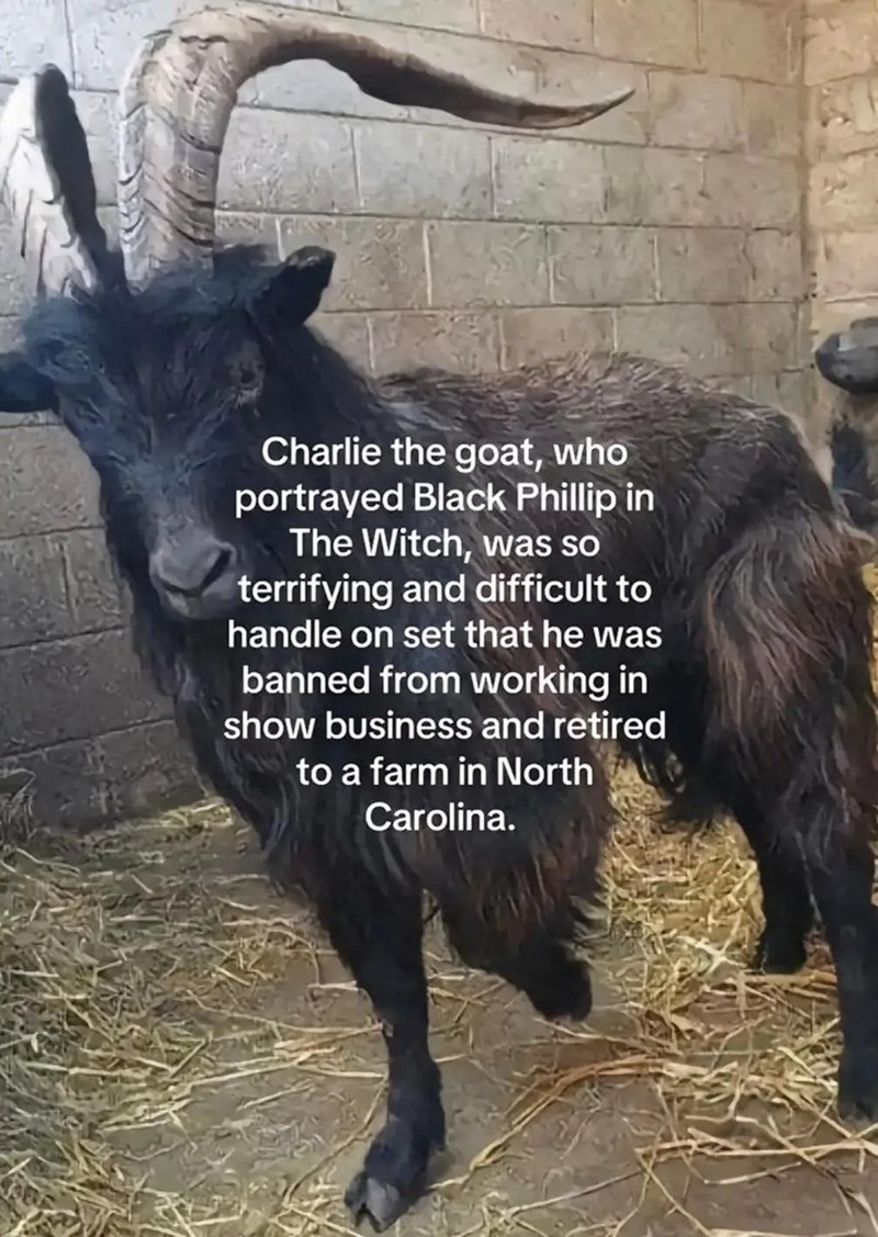 Charlie the goat, who portrayed Black Phillip in The Witch, was so terrifying and difficult to handle on set that he was banned from working in show business and retired to a farm in North Carolina.