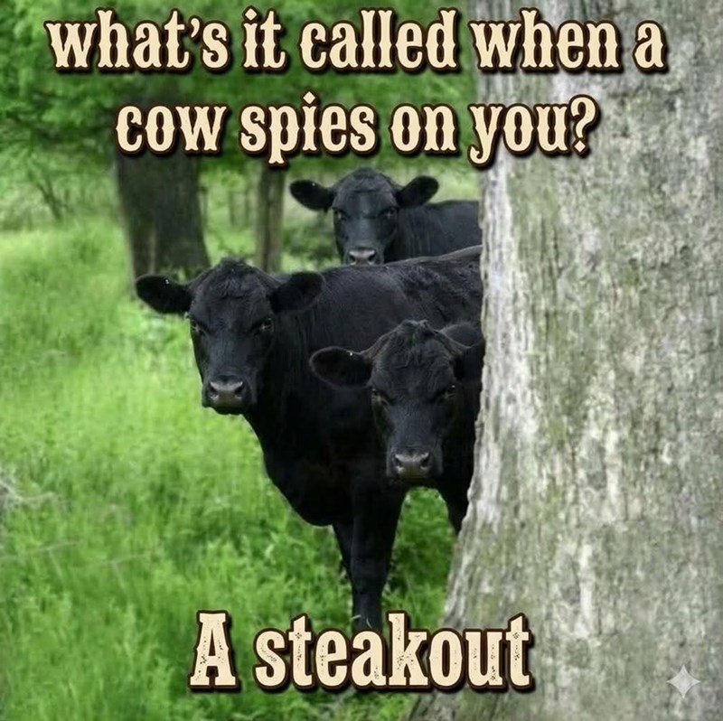 what's it called when a cow spies on you? A steakout