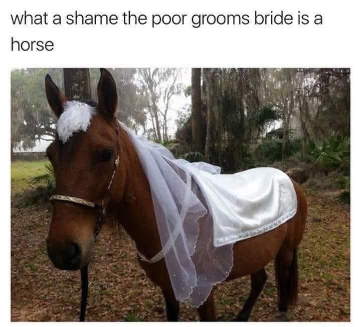 what a shame the poor grooms bride is a horse