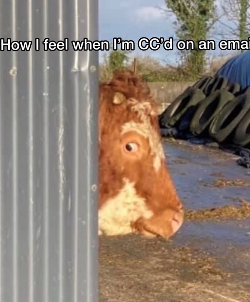 How I feel when I'm CC'd on an emai