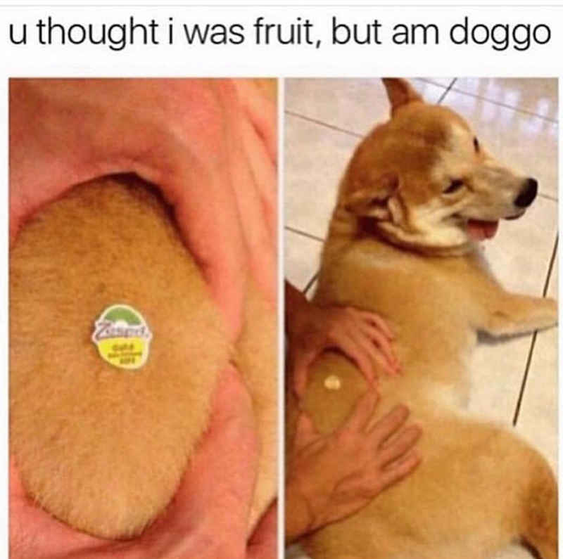 u thought i was fruit, but am doggo