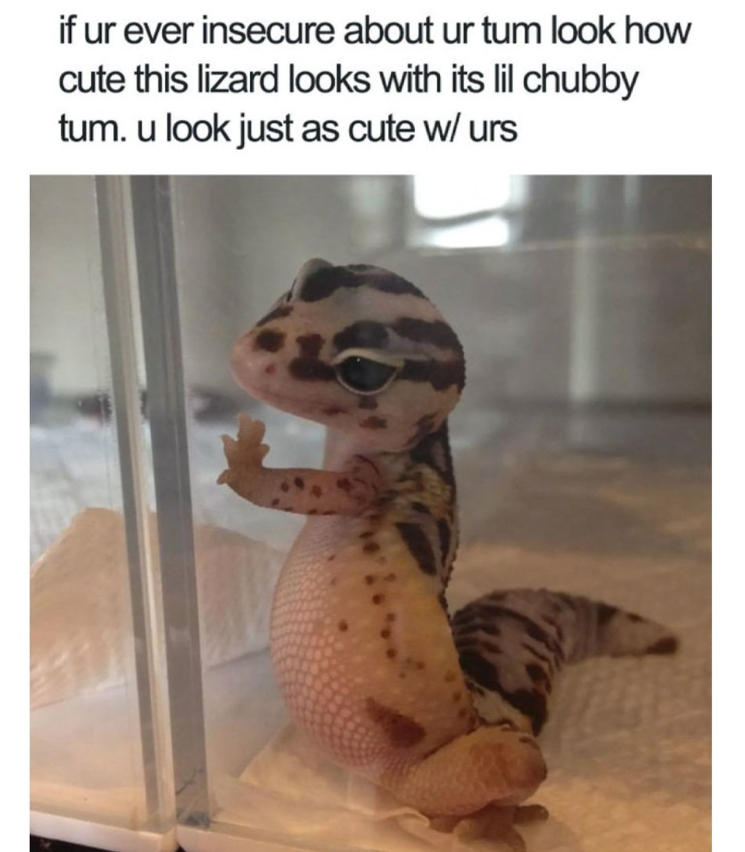 if ur ever insecure about ur tum look how cute this lizard looks with its lil chubby tum. u look just as cute w/ urs